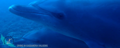 01-kassandra-halkidiki-dive-club-dolphins-logo