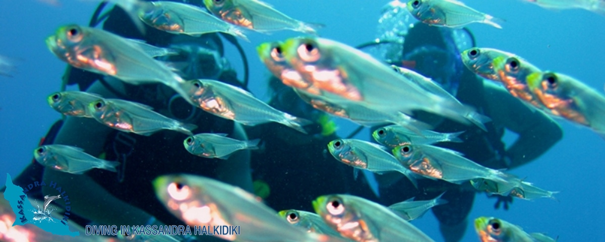 11-kassandra-halkidiki-seaworld-fish03-logo