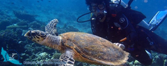 15-kassandra-halkidiki-dive-club-diver-turtle-logo