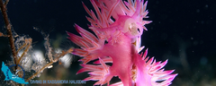 16-kassandra-halkidiki-seaworld-sea-flower05-logo