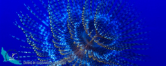 17-kassandra-halkidiki-triton-sea-anemona-01-logo