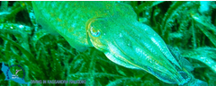 18-kassandra-halkidiki-triton-cuttlefish-logo