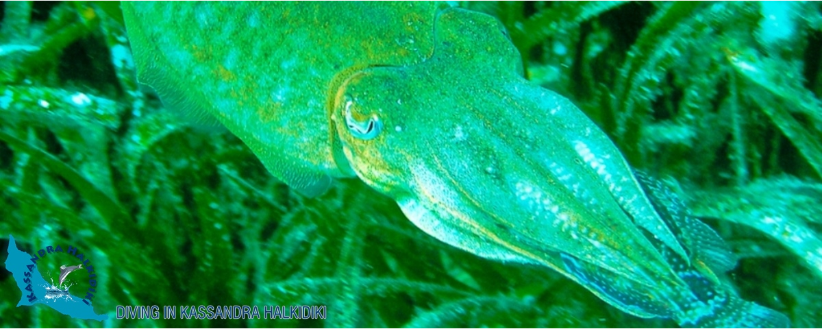 18-kassandra-halkidiki-triton-cuttlefish-logo