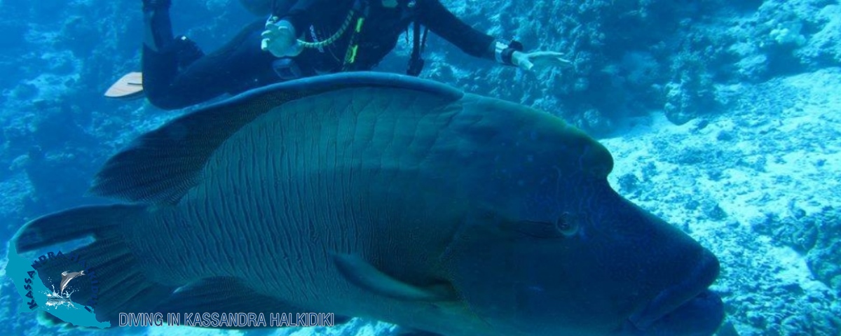 19-kassandra-halkidiki-dive-club-diver-bigfish-logo