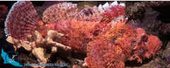 21-kassandra-halkidiki-odyssey-scorpian-fish-logo