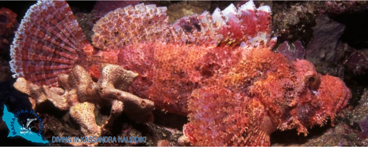 21-kassandra-halkidiki-odyssey-scorpian-fish-logo