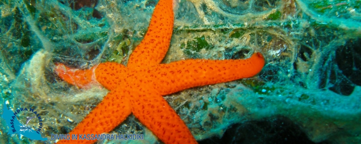 22-kassandra-halkidiki-triton-asterias-01-logo