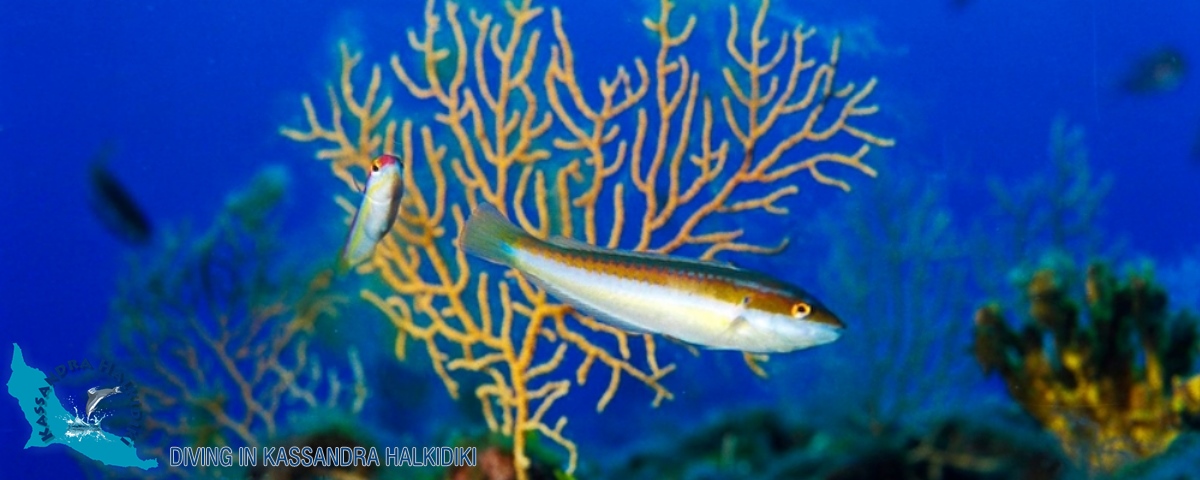 25-kassandra-halkidiki-triton-fish-koralli-01-logo