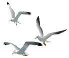 Kassandratour Seagulls
