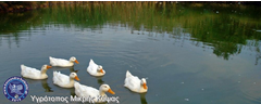 kypsa-mikri-xelwna-ducks-dsc07874