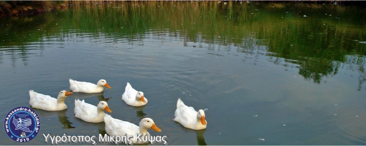 kypsa-mikri-xelwna-ducks-dsc07874