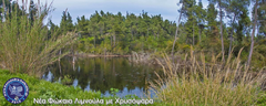 nea-fokea-goldfish-nikon2015-001328-fix-stitch-850x340_1200x480-logo