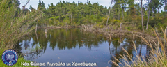 nea-fokea-goldfish-nikon2015-001331-fix-stitch-850x340_1200x480-logo