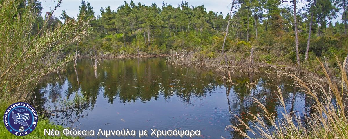 nea-fokea-goldfish-nikon2015-001331-fix-stitch-850x340_1200x480-logo