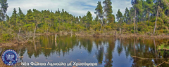 nea-fokea-goldfish-nikon2015-001353-fix-stitch-850x340_1200x480-logo