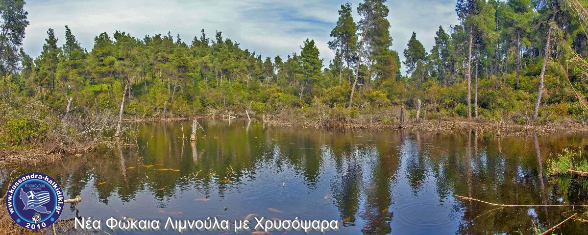 nea-fokea-goldfish-nikon2015-001353-fix-stitch-850x340_1200x480-logo
